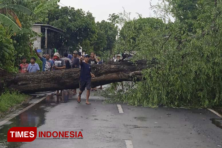 Empat Pohon Tumbang Akibat Hujan Deras dan Angin Kencang di Rawalumbu