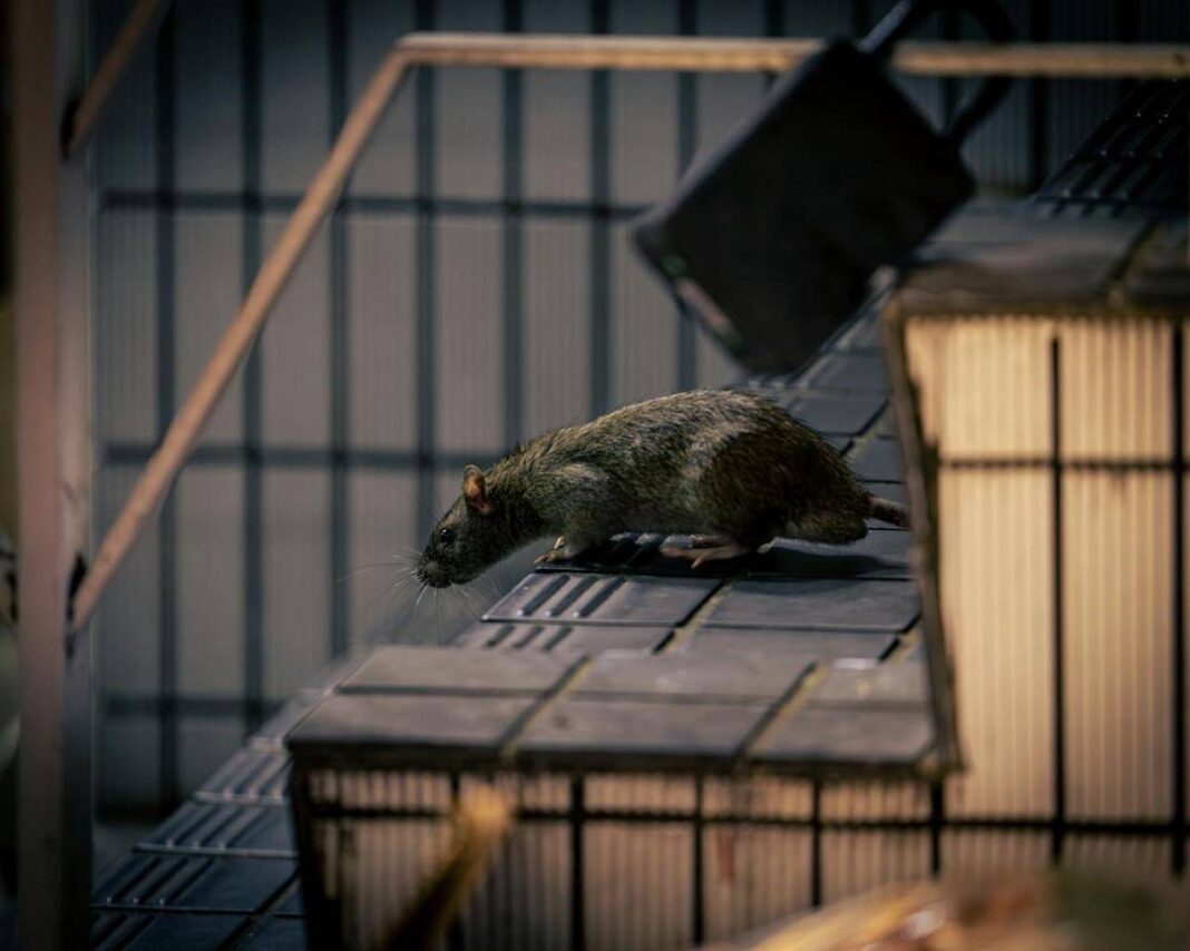 Dinkes Kota Jogja Perkuat Deteksi Dini Penyakit Menular Lewat Sistem SKDR