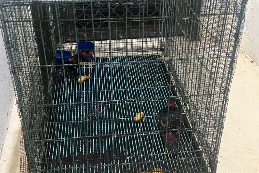 Barantin perketat lalu lintas komoditas cegah virus Nipah masuk RI