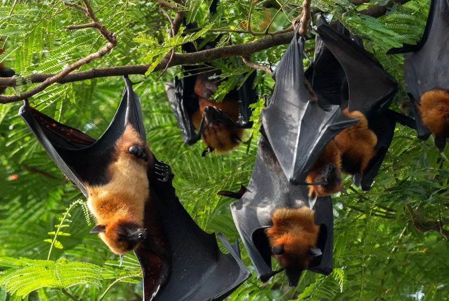 Jepang Peringatkan Risiko Virus Nipah bagi Warganya di India