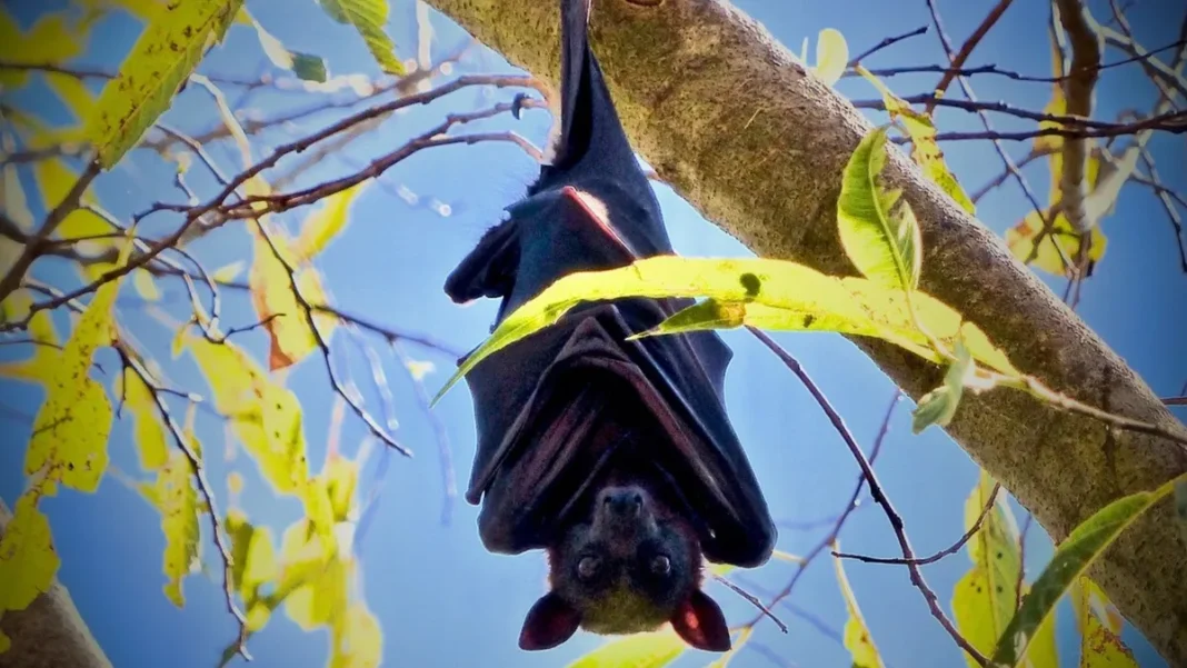 Bangladesh laporkan mortalitas pertama efek virus Nipah pada 2026